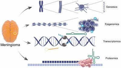 Multi-Omics Analysis in Initiation and Progression of Meningiomas: From Pathogenesis to Diagnosis